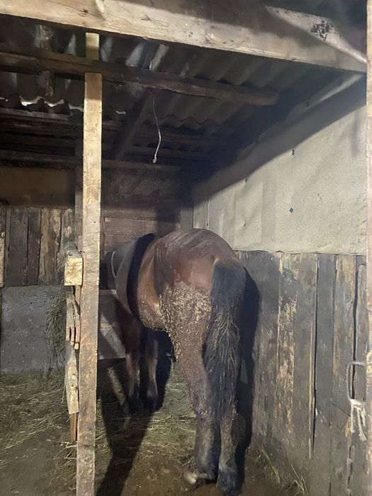 Продам бир сирак согым