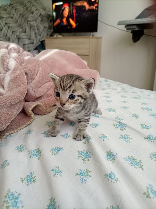 Котёнок мальчик продам.