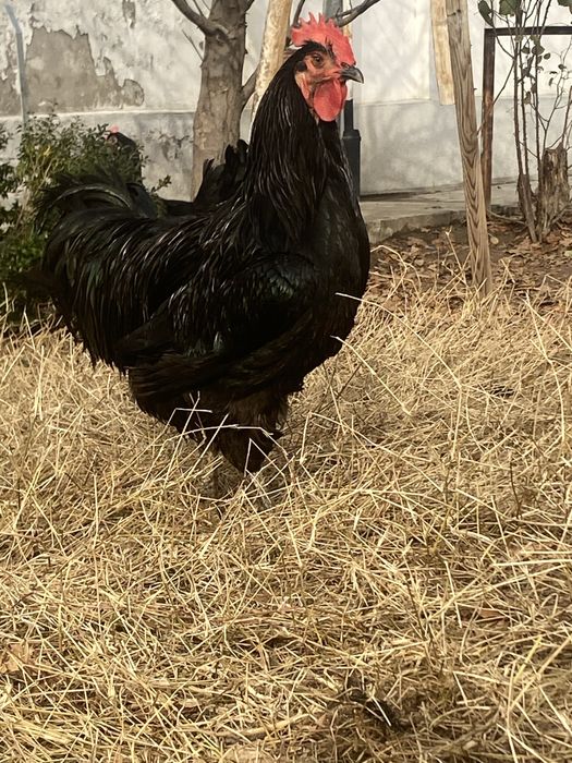 qora shaxzoda sotiladi