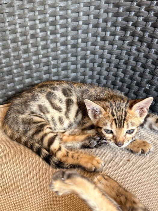 Чистокровные бенгальские котята, 2 месяца!