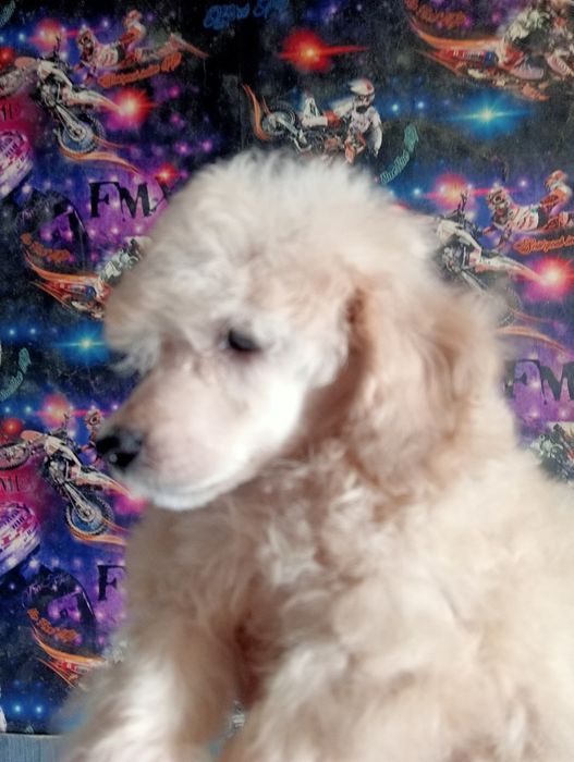 Карликовый пудель