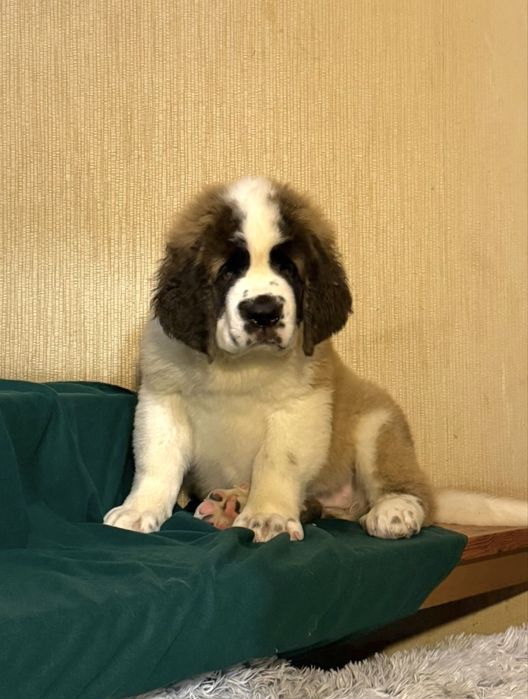 Продам щенков Сенбернара (Бетховен)