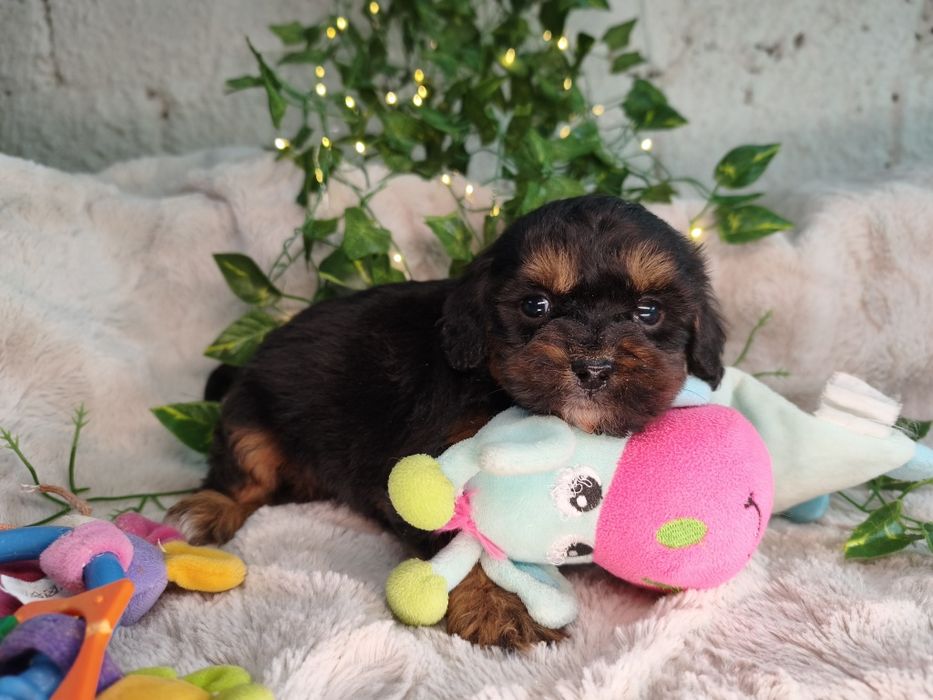 Vand baietel Cavapoo F1 black and tan.