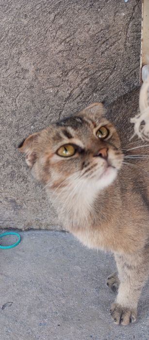 Scottish fold sotiladi