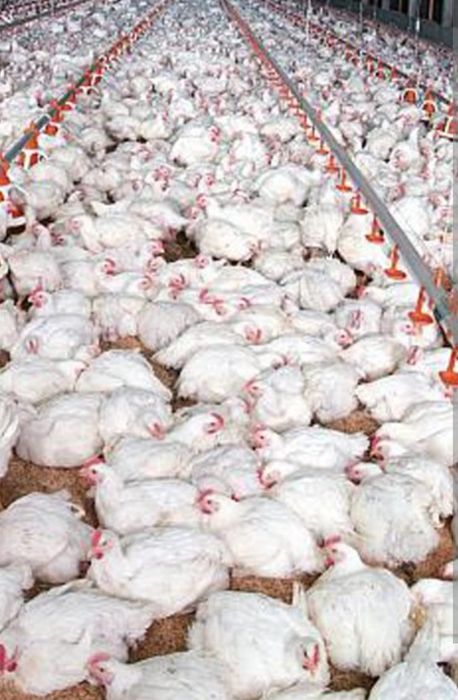 Ferma de păsări DR CLEJA din Blaj, vinde pui  carne și mixti