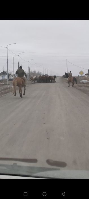 Продам лошадь (Мерин)