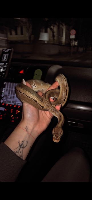 Кралски питон (Пинстрайп)