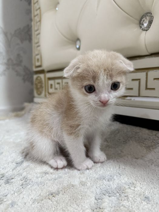 Котенок породистый