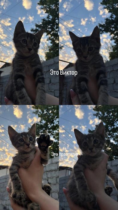 Пристраиваются самые красивые и умные котята