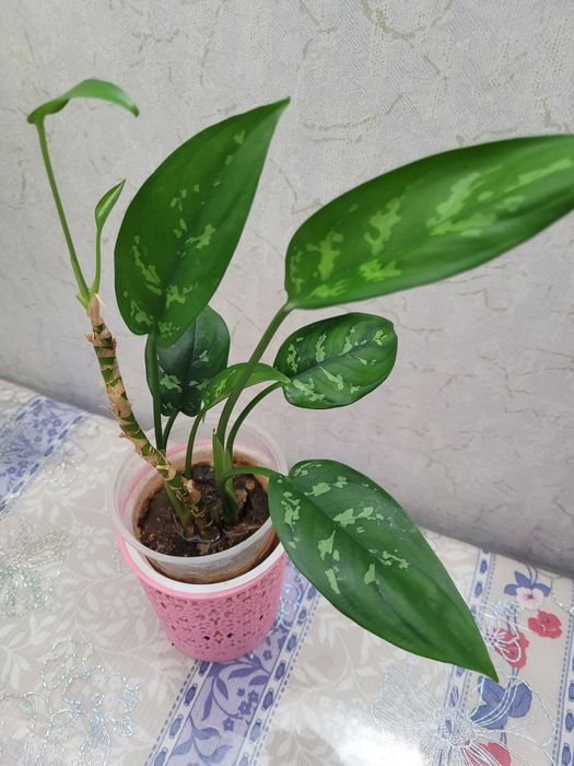 Цветок Аглаонема