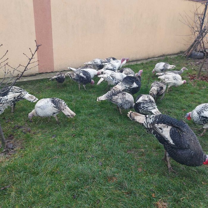 Curcani curci de vanzare