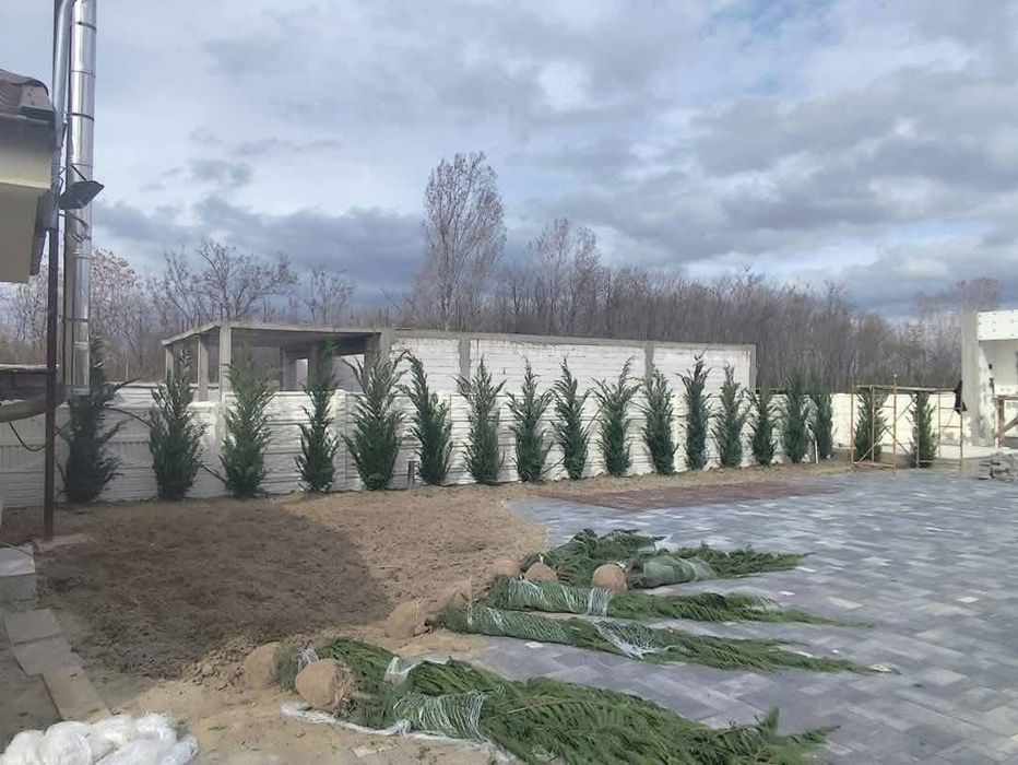 Vând Tuia leylandii