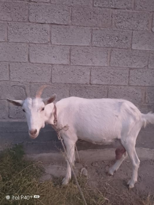 Echki sut beradi rasiski