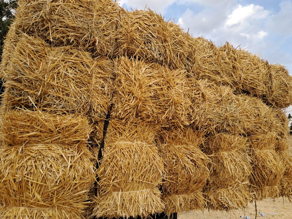 Сомон хашак беда прес бор