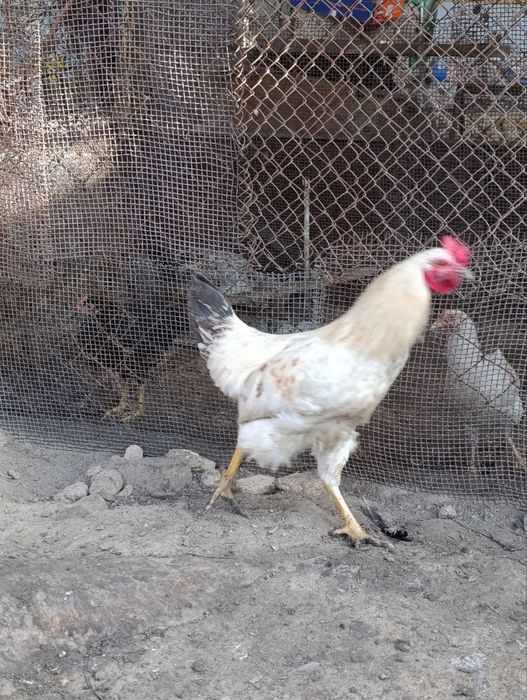 Продаются молодые петушки