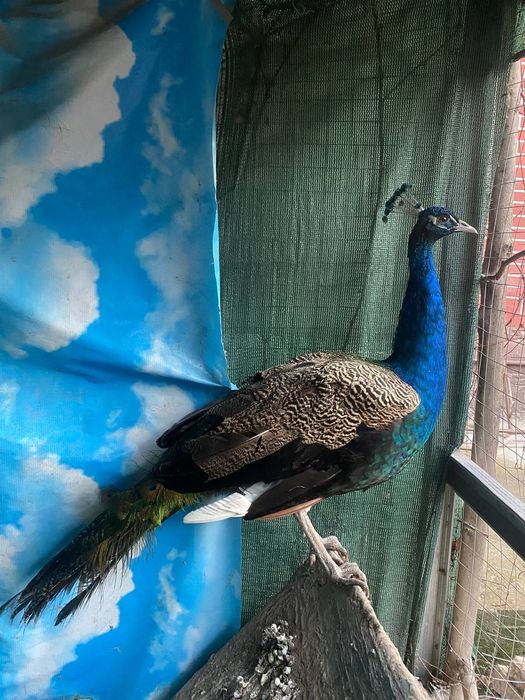 Продается павлин самец