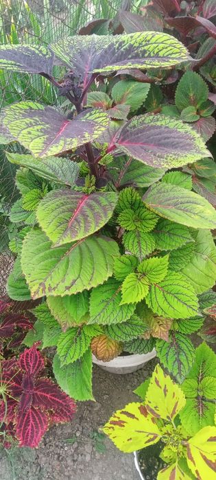 Продам  цветы колиусы