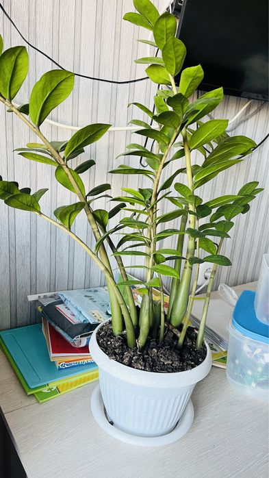 фикус доллар шефлера