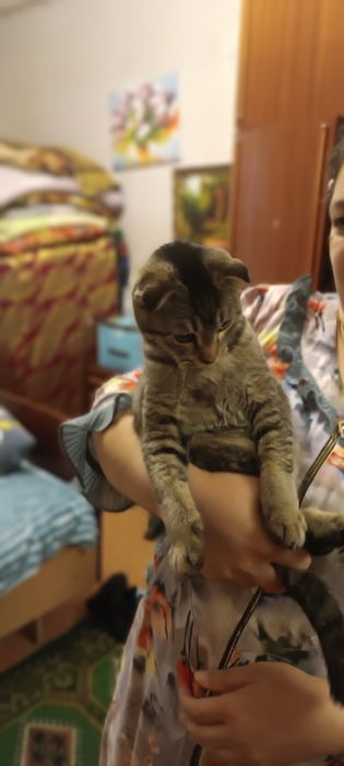 Кот продается в хорошие руки