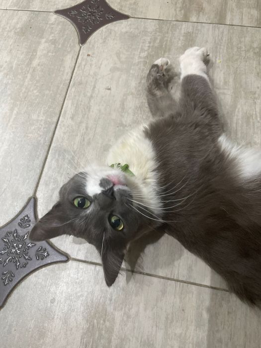 Пропал кот Дымок