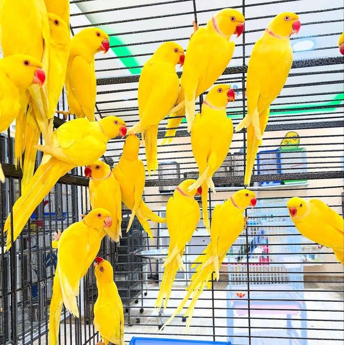 Papagali rosella, cântători și capre