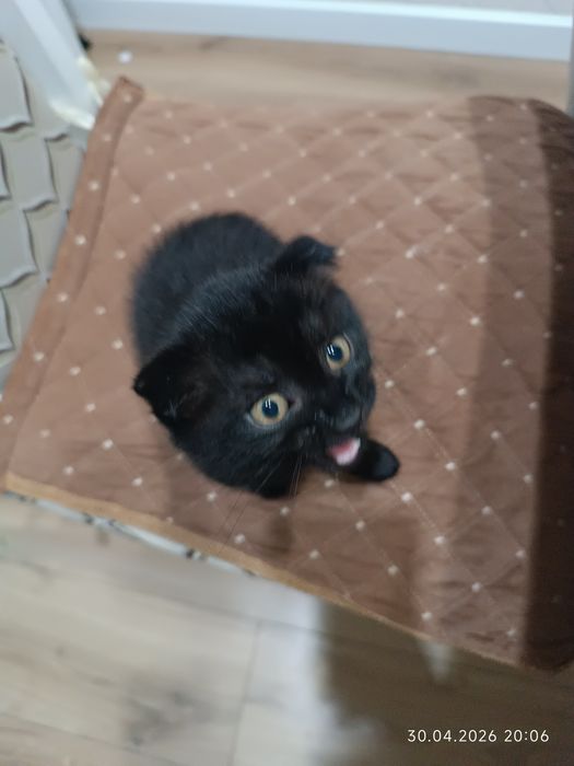 Продается котенок