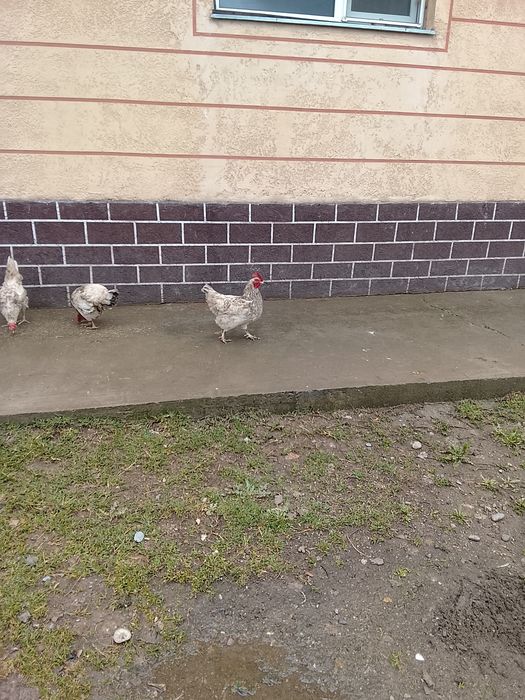 Адилер тауықтары