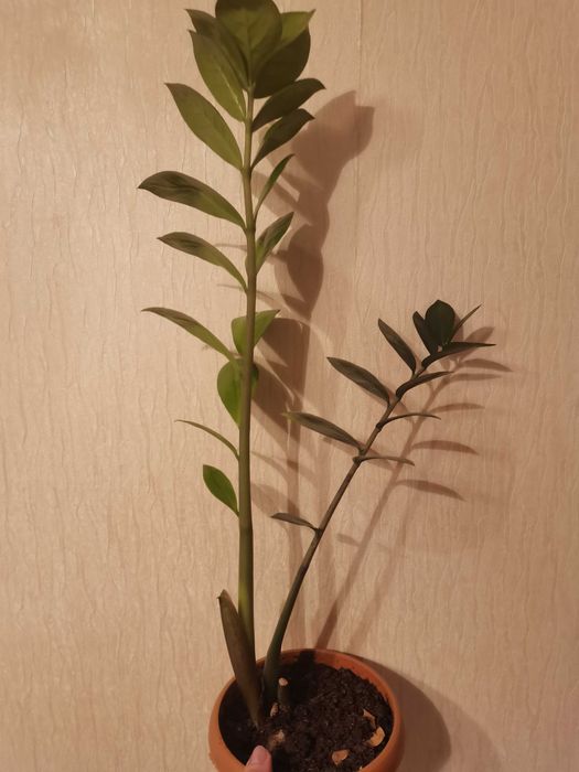 Комнатные цветы разные