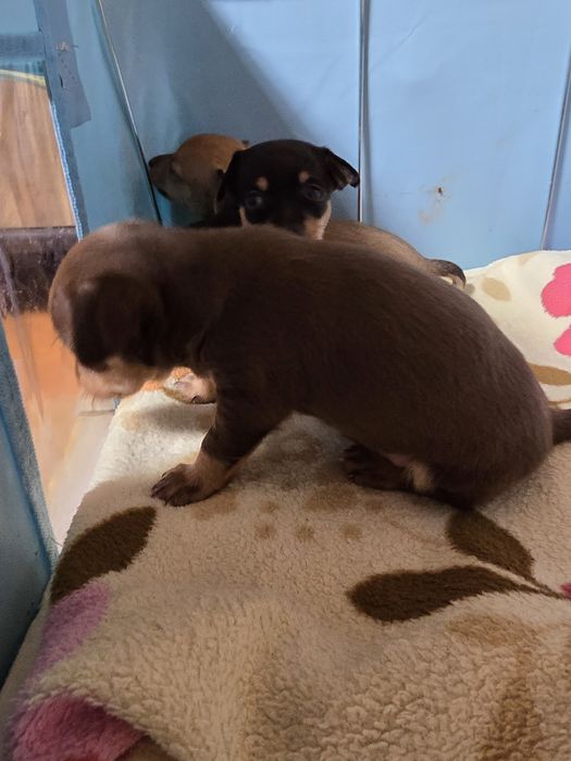 Продаются щенки той терьера