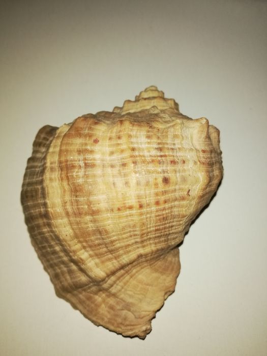 Продам ракушку натуральную