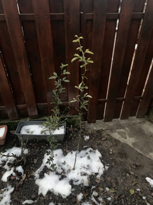 Lămâi trifoliat - Poncirus Trifoliata