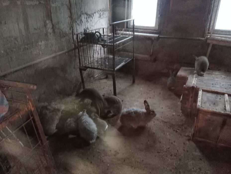 Кролики великаны