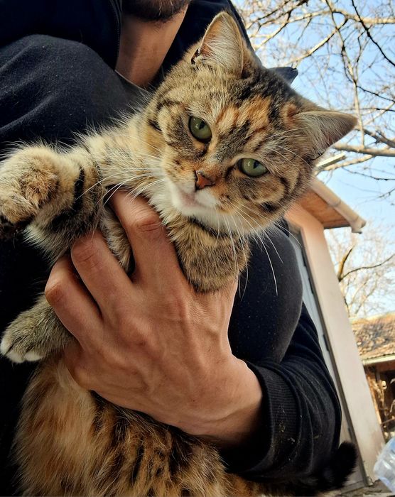 Кошка 8 месяцев отдам