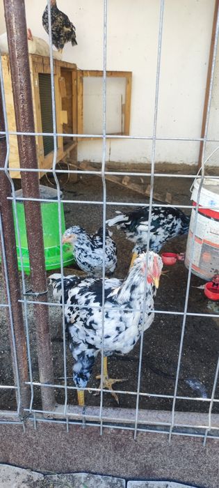 Găini, cocoși și pui