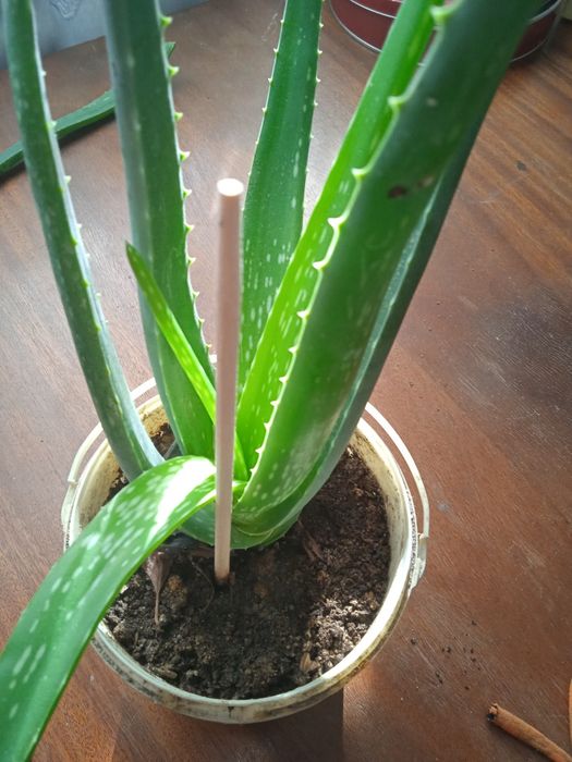 Алоэ Вера лечебный