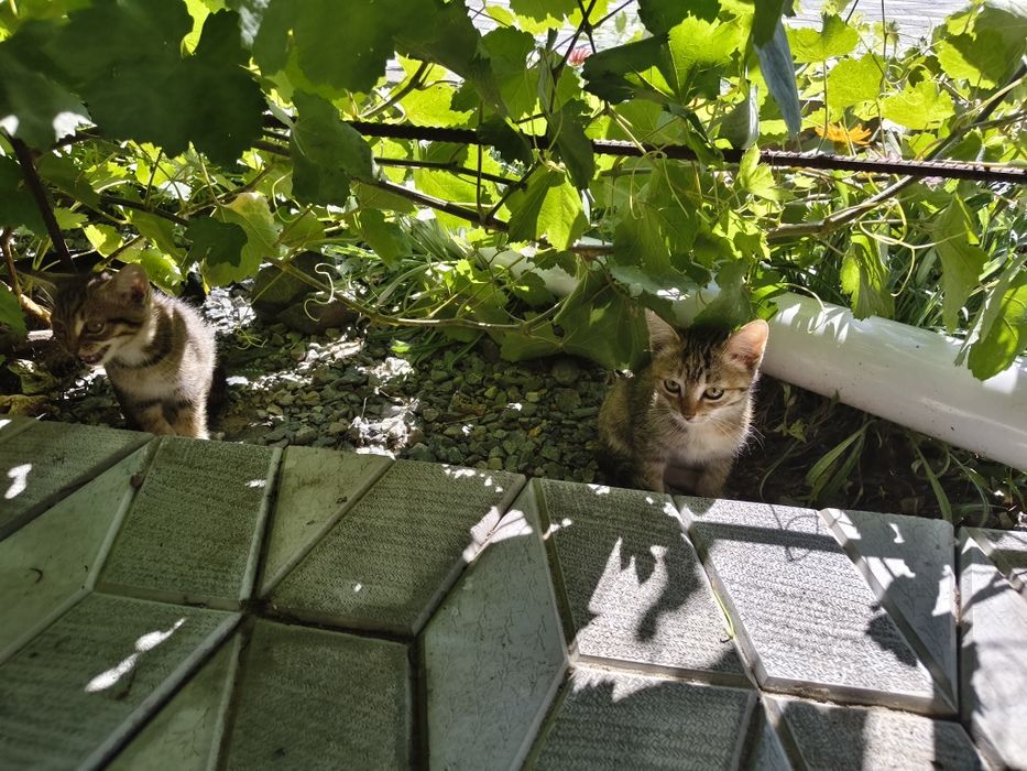 Отдам в хорошие руки котят