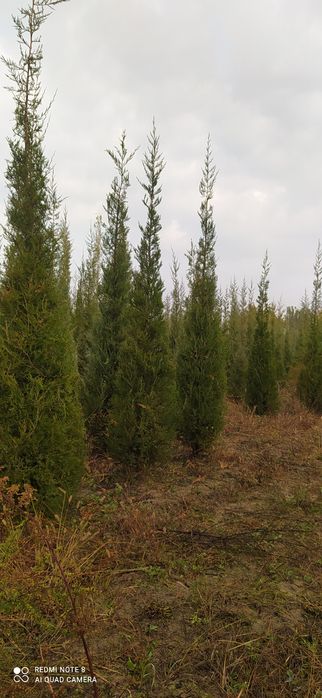 арча кучатлари оптом нархларда