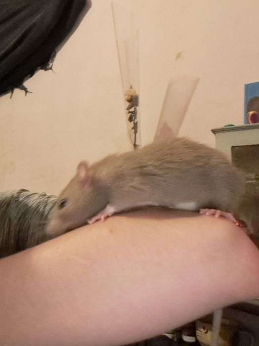 Продаётся Клетка с крысой