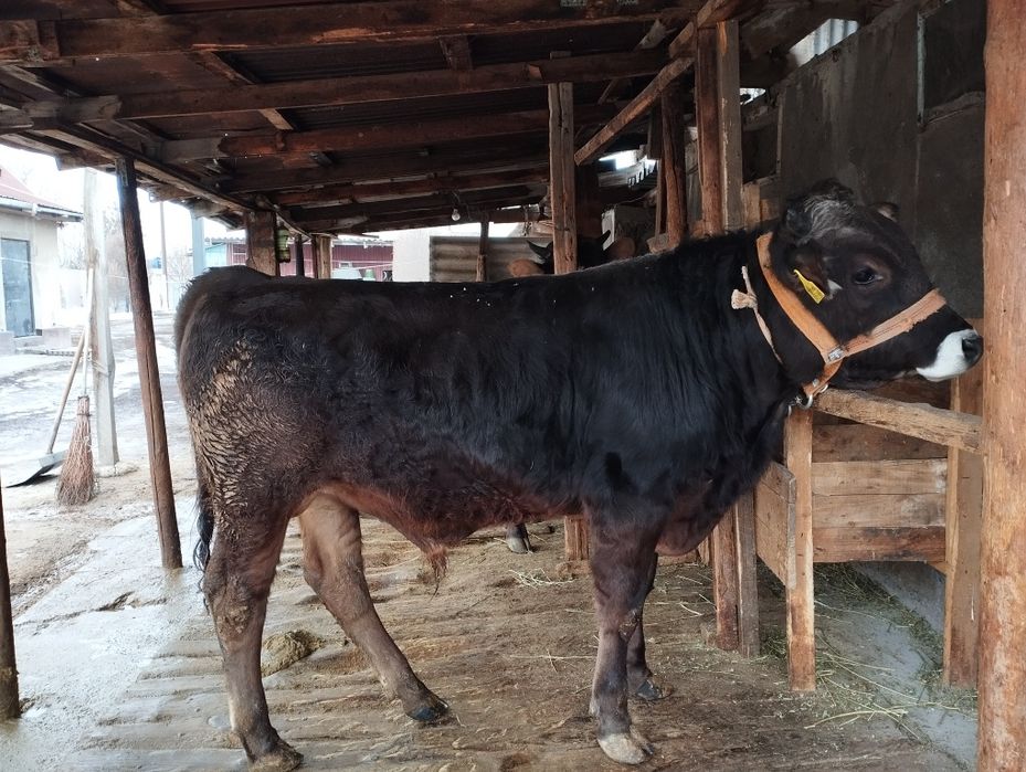 Продается  бычок