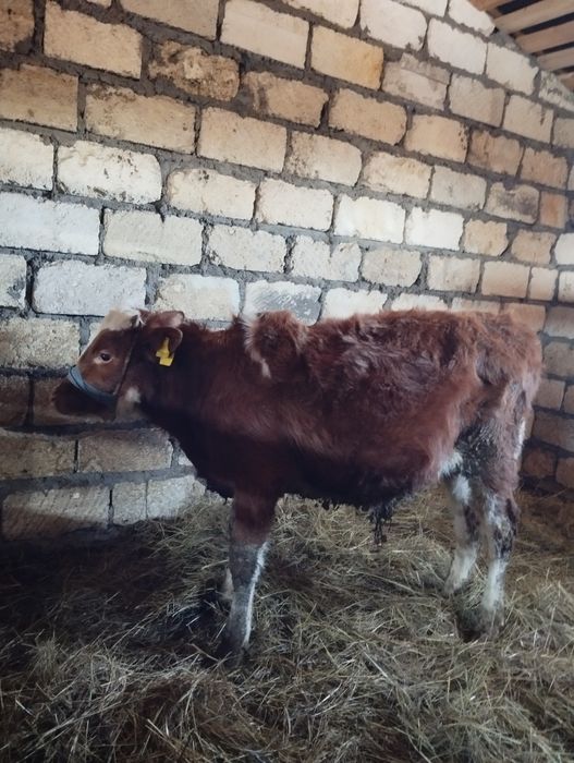 Еркек баспақ сатылады