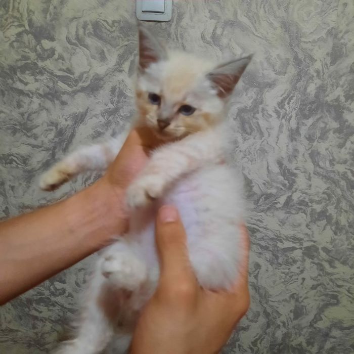 Котенок          .