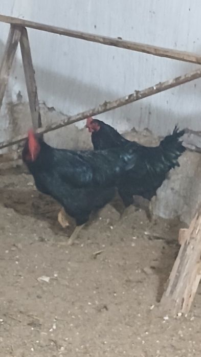 Сотилади соглом хурозлар