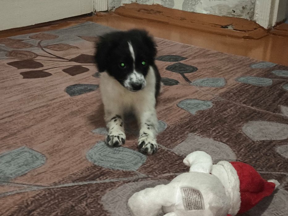 Щенок спаниеля 1 месяц