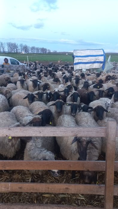 Oi carabașe de vânzare