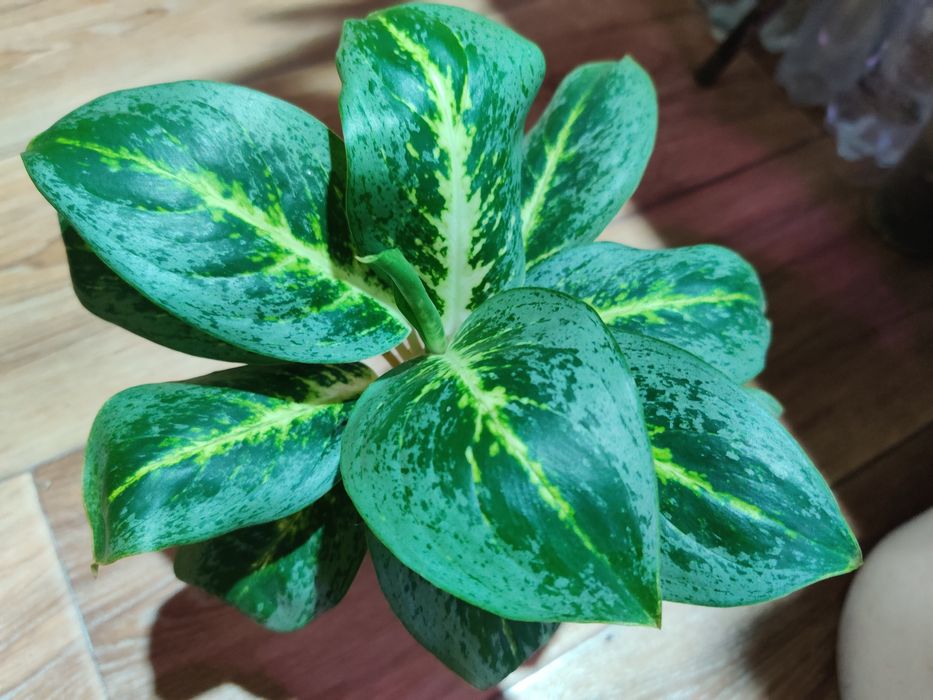 Продам комнатные цветы 500 т.и выше