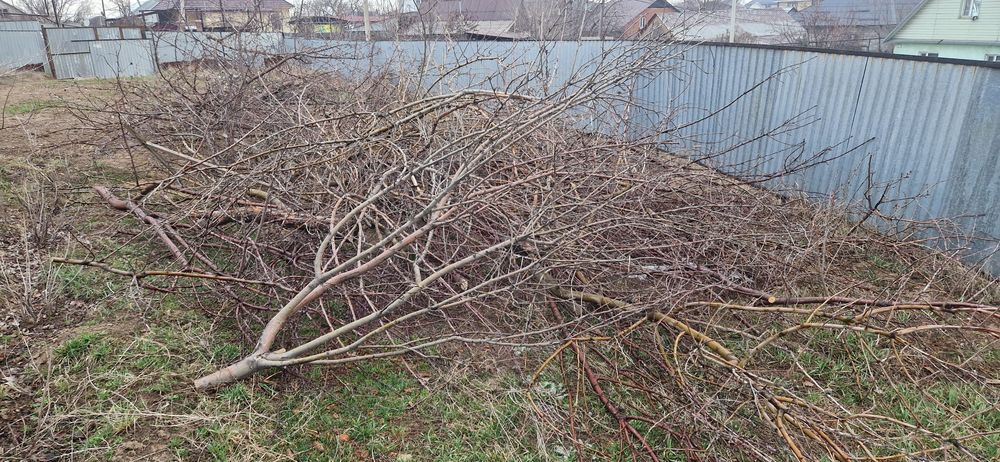 Дрова даром, бесплатно