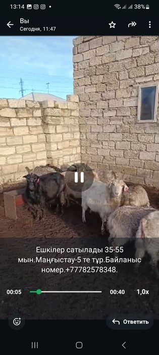 Кой ешкі козы лак