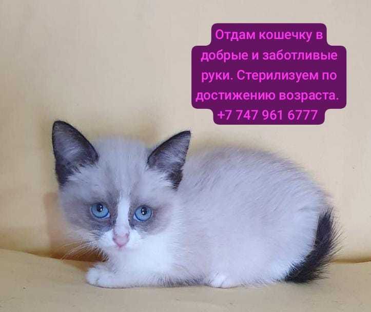 Отдам породистых и просто красивых котят разных по возрасту.