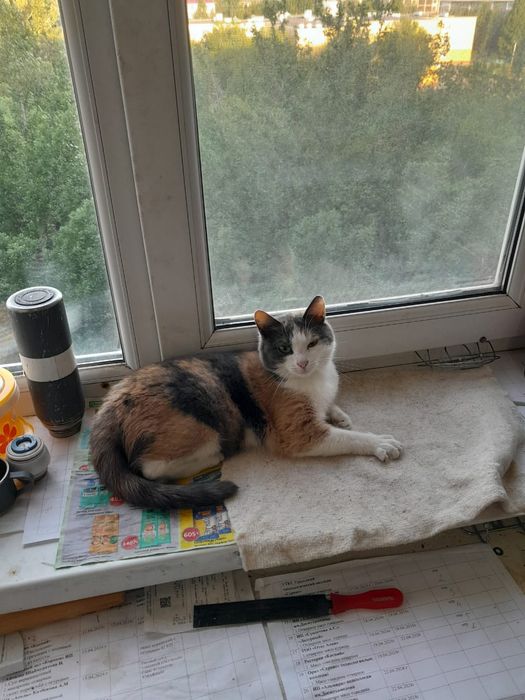 Отдам на доброе руки кошка