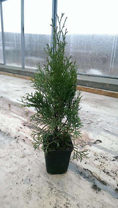 Vand Tuia Smaragd de 40 cm la ghiveci de 9cm